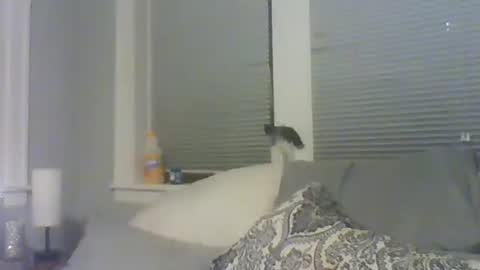 Amber White online show from February 10, 2026, 10:30 am