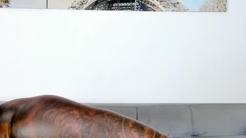 Dvid Rullers online show from November 7, 2025, 12:32 am