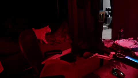 Snapshot of voidcatdaddy chatting on May 13, 2026, 5:27 am Rev online show from May 13, 2026, 5:27 am