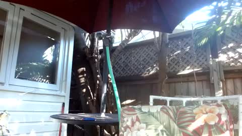 Snapshot of vtcd chatting on February 6, 2025, 9:28 pm vtcd online show from February 6, 2025, 9:28 pm