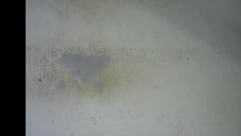 Bella online show from January 12, 2026, 7:19 pm