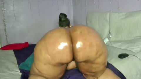 Snapshot of wilmaassylum chatting on June 26, 2026, 7:02 am wilmaassylum online show from June 26, 2026, 7:02 am