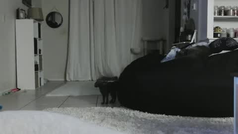 Snapshot of wrenleigh chatting on January 5, 2025, 5:20 am Crystal Lake online show from January 5, 2025, 5:20 am