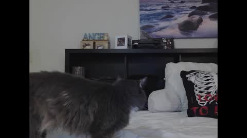 Snapshot of wrenleigh chatting on September 25, 2025, 10:19 am Crystal Lake online show from September 25, 2025, 10:19 am