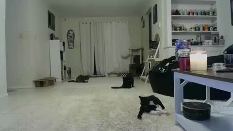 Snapshot of wrenleigh chatting on October 19, 2025, 7:42 am Crystal Lake online show from October 19, 2025, 7:42 am