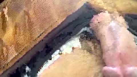 yamines online show from January 29, 2025, 12:35 pm