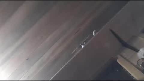 yessirprincesspet online show from November 30, 2025, 6:39 am