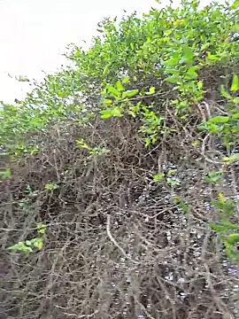 SexyErola27 online show from December 21, 2025, 3:30 pm