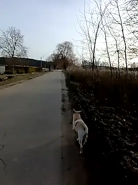 Snapshot of zxcalientes chatting on January 1, 2025, 11:05 am zxcalientes online show from January 1, 2025, 11:05 am