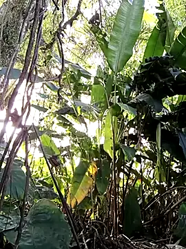 Snapshot of tuwegon chatting on June 17, 2026, 9:38 pm tuwegon online show from June 17, 2026, 9:38 pm