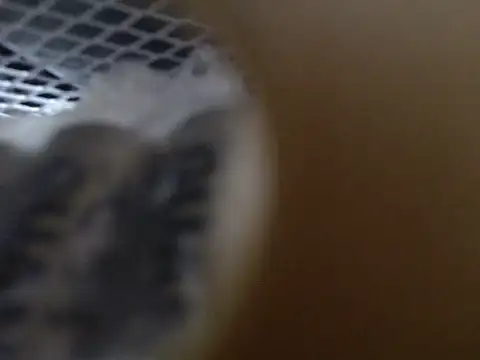 Snapshot of Lovensetest chatting on October 31, 2025, 9:10 am Lovensetest online show from October 31, 2025, 9:10 am