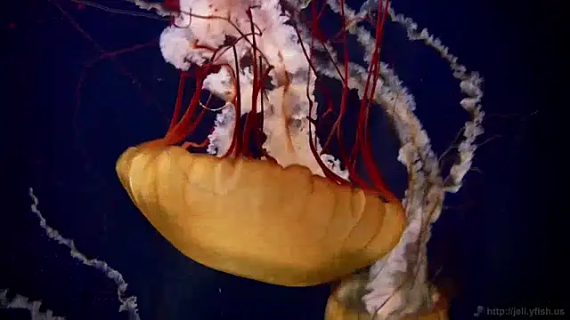 streamy test11 online show from December 9, 2024, 8:11 am