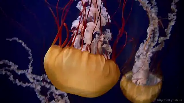 streamy test11 online show from December 16, 2024, 8:09 am