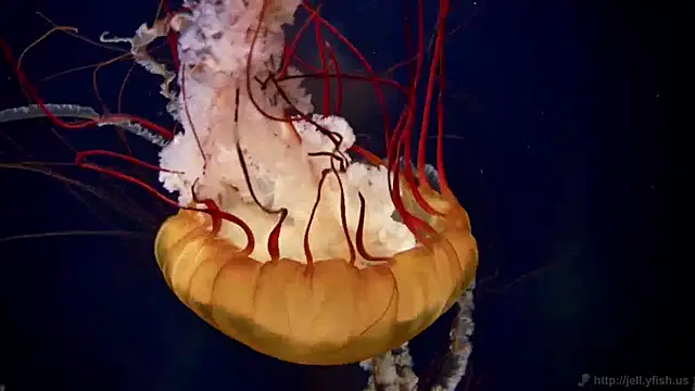 streamy test11 online show from December 17, 2024, 8:23 am