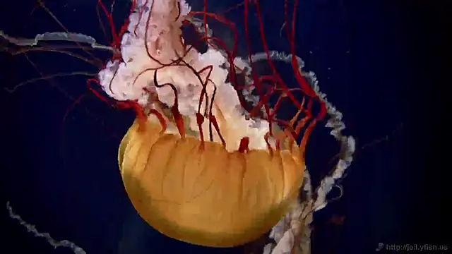 streamy test11 online show from February 13, 2025, 8:48 am