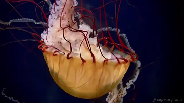 streamy test11 online show from November 11, 2025, 4:29 pm