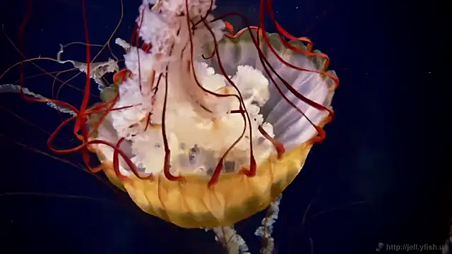 streamy test11 online show from December 16, 2025, 10:53 am