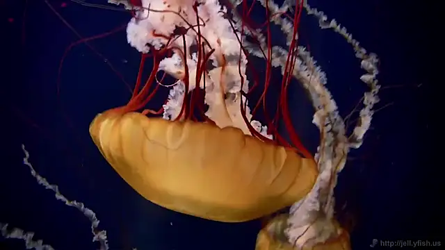 Snapshot of streamy_test12 chatting on February 5, 2026, 9:36 am streamy test12 online show from February 5, 2026, 9:36 am