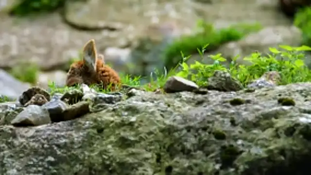 streamy test13 online show from February 25, 2026, 11:42 am