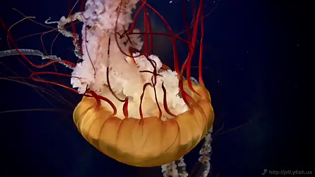 streamy test15 online show from February 20, 2025, 8:17 am