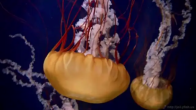 streamy test15 online show from March 4, 2025, 8:13 am