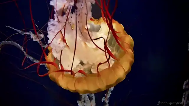 streamy test15 online show from December 18, 2025, 9:15 am