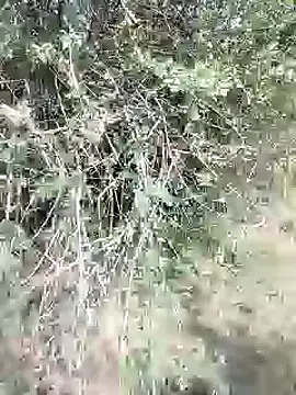 Snapshot of 88karan88 chatting on February 28, 2025, 9:04 am 88karan88 online show from February 28, 2025, 9:04 am