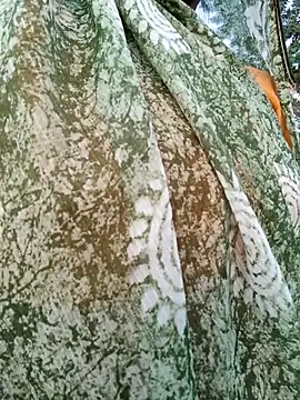 Snapshot of Cute_Suhani chatting on November 11, 2025, 1:27 am Cute Suhani online show from November 11, 2025, 1:27 am