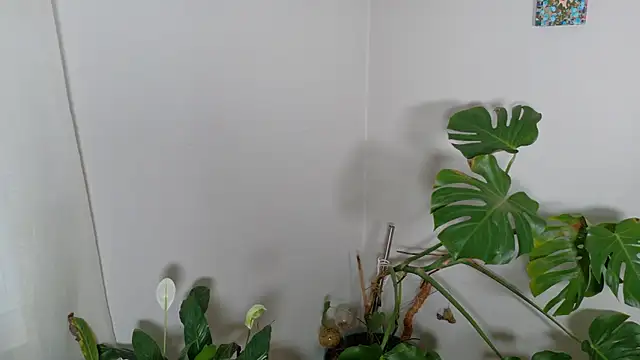 Snapshot of MistressKatie13xxx chatting on January 15, 2026, 9:29 pm MistressKatie13xxx online show from January 15, 2026, 9:29 pm