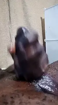 Snapshot of Dick_undisputed chatting on January 17, 2025, 12:10 pm Dick undisputed online show from January 17, 2025, 12:10 pm