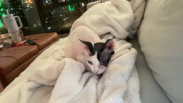 Graciemae baexx online show from December 23, 2025, 3:48 am