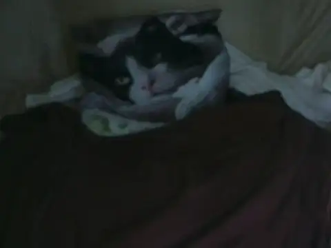 VeneRed online show from October 2, 2025, 7:54 pm