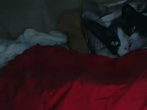 VeneRed online show from October 11, 2025, 7:45 pm