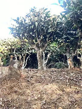 Snapshot of ShroveRising chatting on January 17, 2026, 10:20 am ShroveRising online show from January 17, 2026, 10:20 am