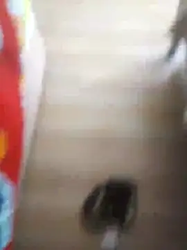 510915asi online show from December 20, 2025, 12:01 pm