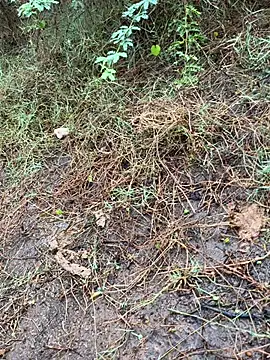 tamil000000 online show from March 13, 2025, 1:43 am