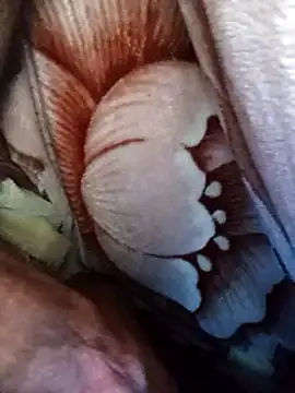 Snapshot of dick-boy-arabic1 chatting on December 17, 2024, 2:55 am dick-boy-arabic1 online show from December 17, 2024, 2:55 am