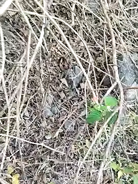 Snapshot of Guru2 chatting on January 26, 2025, 2:03 am Guru2 online show from January 26, 2025, 2:03 am