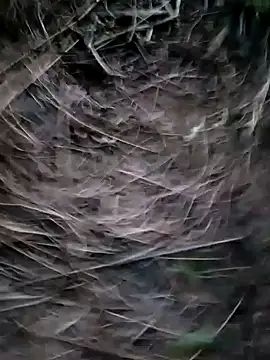 Snapshot of Guru2 chatting on January 29, 2025, 1:17 pm Guru2 online show from January 29, 2025, 1:17 pm