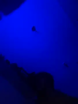 Raziv komal143 online show from February 25, 2025, 12:14 am