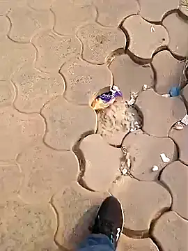 Raj41 online show from December 2, 2025, 2:50 am