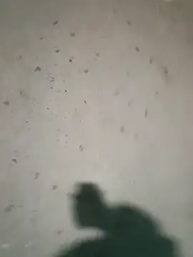 Raj41 online show from January 9, 2026, 4:21 pm