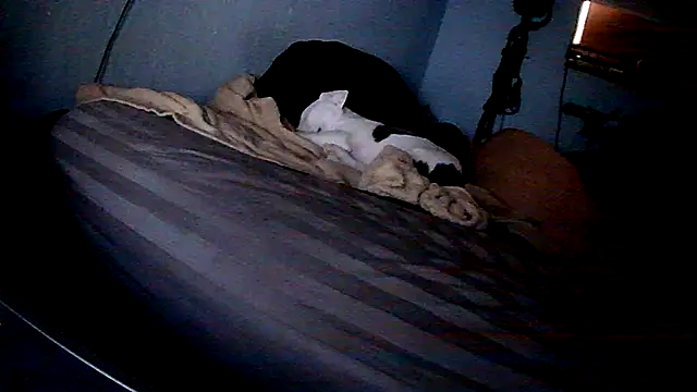 PornStro921 online show from February 11, 2026, 8:25 pm