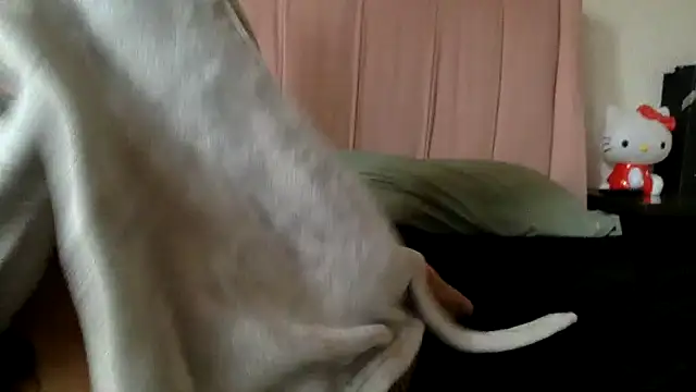 Akanett cxtt online show from October 11, 2025, 8:51 pm