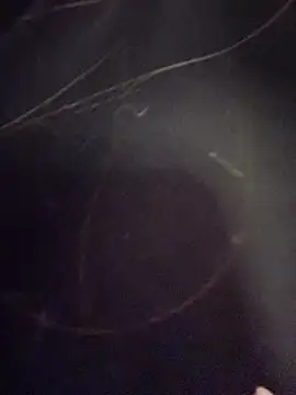 Snapshot of Natalia_vidal chatting on November 6, 2025, 1:12 pm Natalia vidal online show from November 6, 2025, 1:12 pm