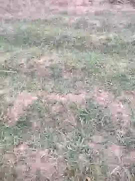 Snapshot of sonotutto chatting on October 12, 2025, 5:56 pm sonotutto online show from October 12, 2025, 5:56 pm