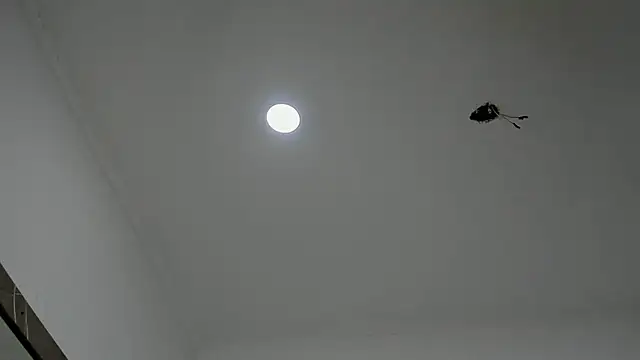 alice  brow online show from September 27, 2025, 3:17 pm