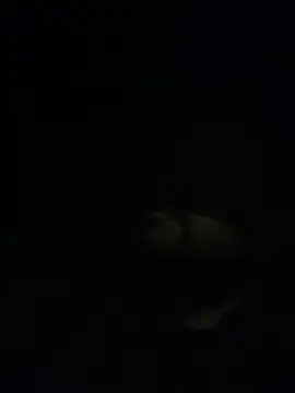 shakeweight online show from November 18, 2025, 7:02 am