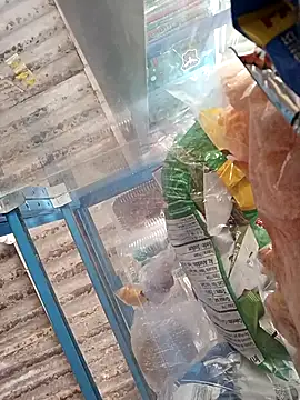 Snapshot of Lorenasex chatting on November 15, 2025, 12:02 pm Lorenasex online show from November 15, 2025, 12:02 pm