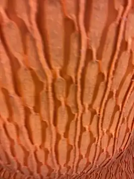 Snapshot of Ebony_Warlock_ chatting on November 15, 2025, 10:01 am Ebony Warlock online show from November 15, 2025, 10:01 am